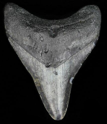 Bargain, Megalodon Tooth - North Carolina #59144
